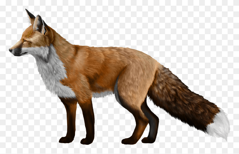 1977x1220 Red Fox Silver Fox, Red Fox, Canine, Wildlife HD PNG Download