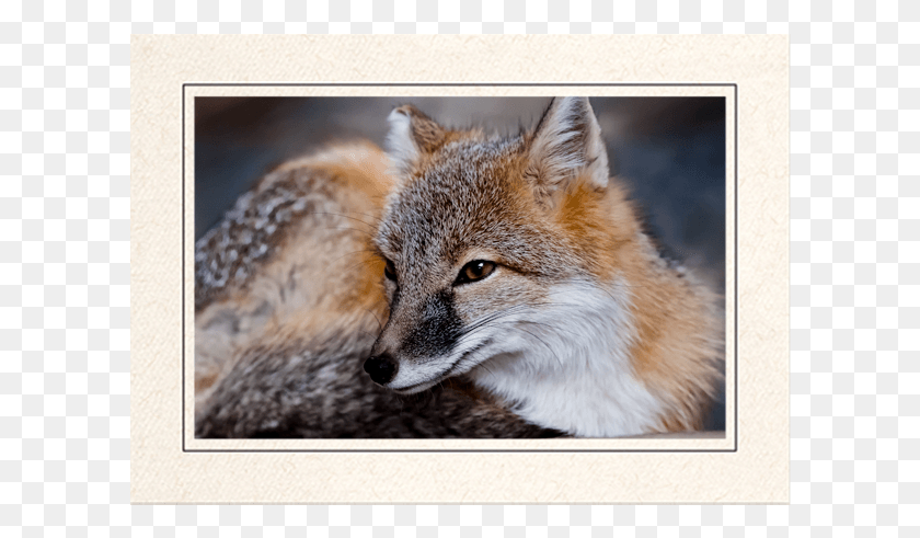 604x431 Red Fox Swift Fox, Kit Fox, Canine, Wildlife HD PNG Download