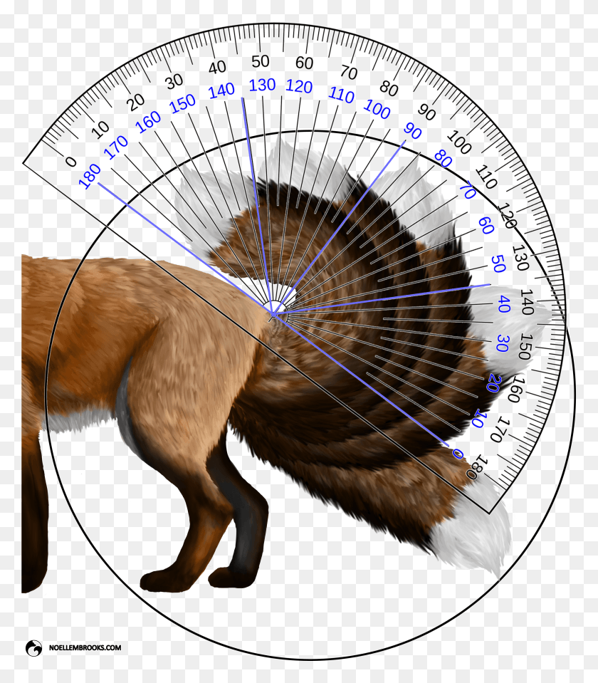 3034x3500 Red Fox Tail Curl Angle Calculations Fox Pictures Transparent Background, Animal, Cat, Pet HD PNG Download