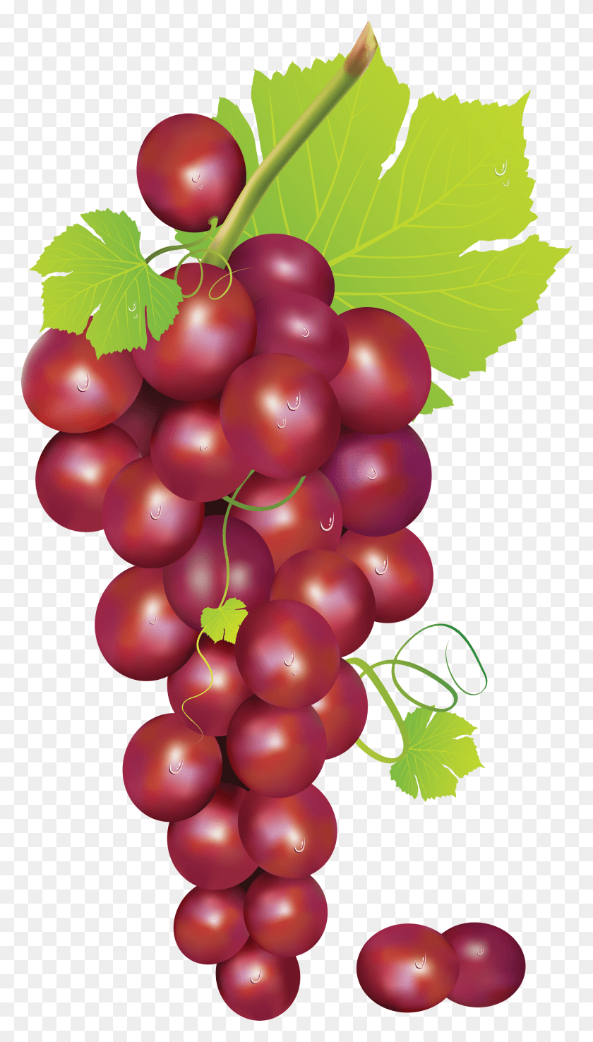 1950x3541 Red Grapes Clipart, Fruit, Plant, Food HD PNG Download