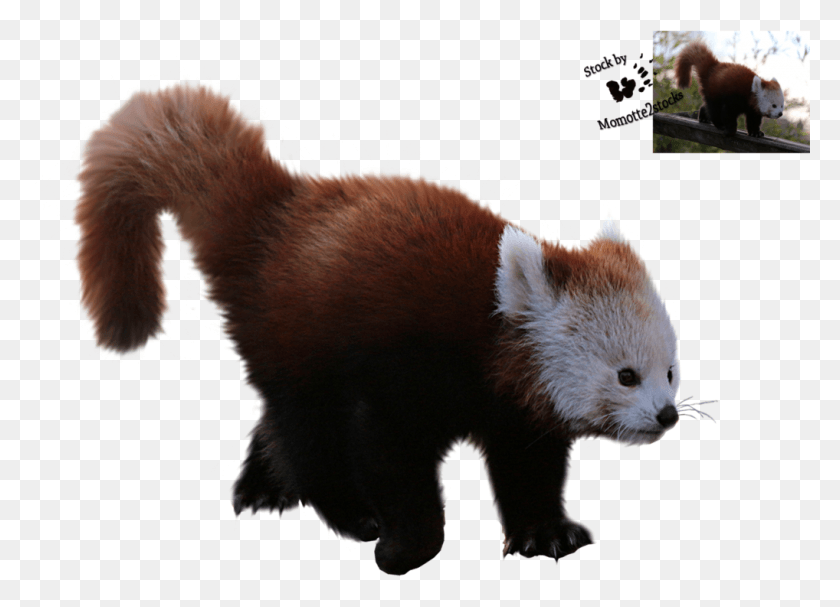 1018x715 Красная Панда На Прозрачном Фоне, Малая Панда, Медведь, Дикая Природа Hd Png Скачать