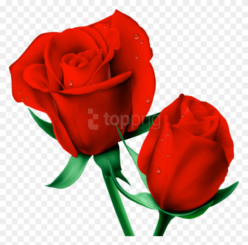 850x840 Red Large Painted Roses Images Background 2 Red Rose, Rose, Flower, Plant HD PNG Download