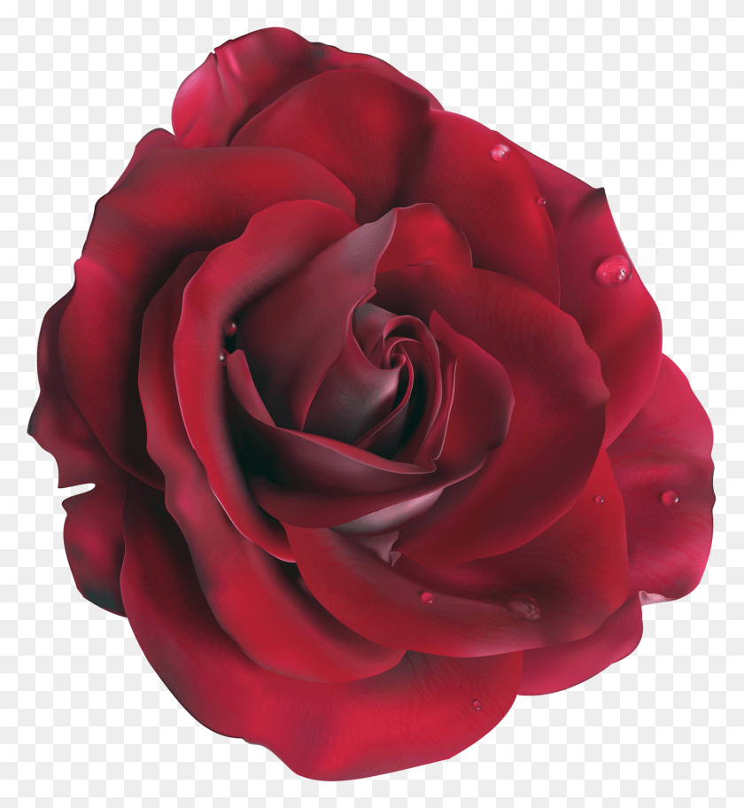 1752x1914 Красная Большая Роза Клипарт Изображение M1374271200 Красный Цветок, Цветок, Растение, Цветок Hd Png Скачать