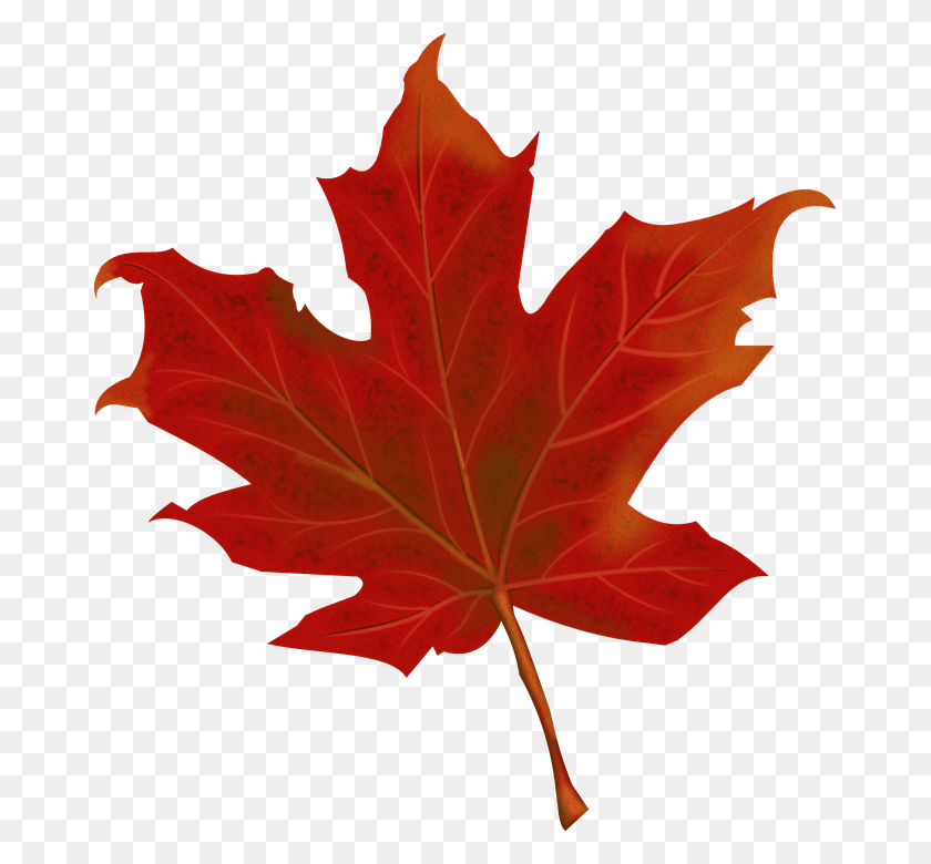 669x720 Red Leaves Fall 4k Red Maple Leaf, Leaf, Plant, Tree HD PNG Download
