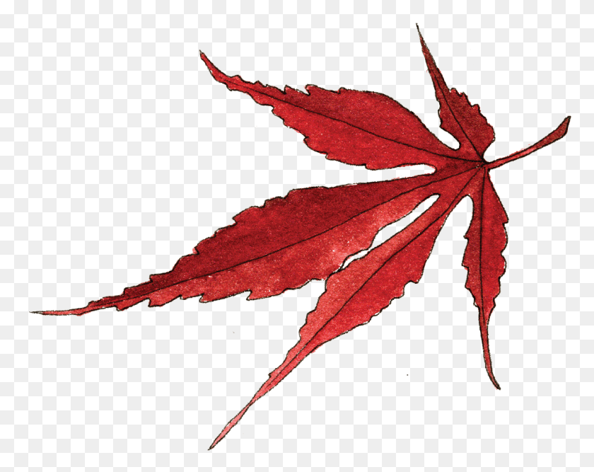 1119x872 Красный Кленовый Лист Японский Кленовый Лист, Лист, Растение, Дерево Hd Png Скачать