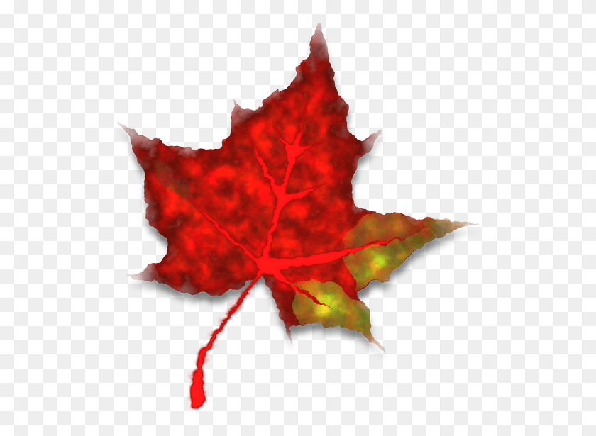 523x555 Red Maple Leaf Tree Fall Leaves Image L, Leaf, Plant, Maple HD PNG Download