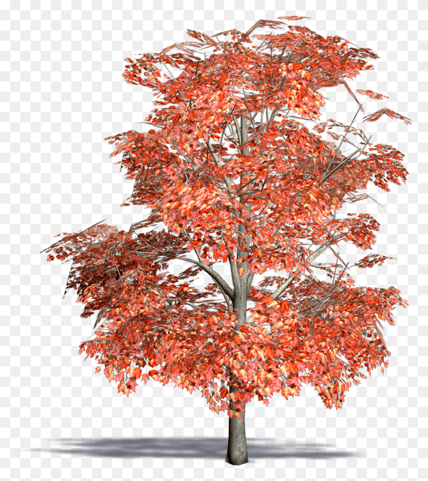 882x1001 Красный Клен Болотный Клен, Дерево, Растение, Лист Hd Png Скачать