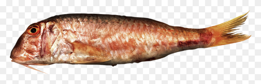 794x216 Red Mullet Striped Mullet Red Snapper, Fish, Animal, Mullet Fish HD PNG Download
