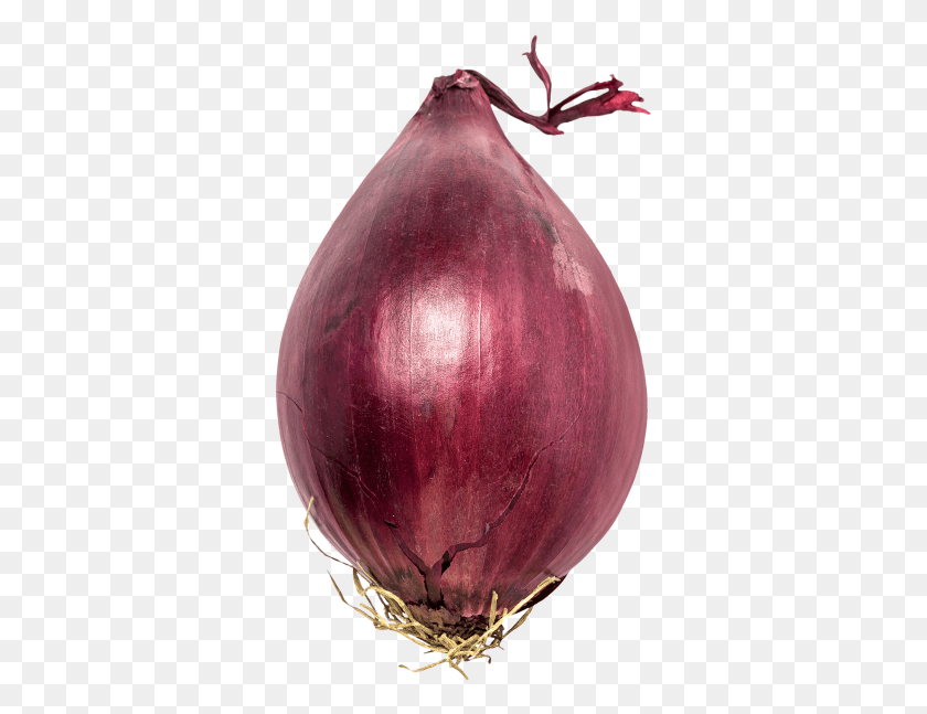 343x587 Red Onion, Plant, Food, Vegetable HD PNG Download