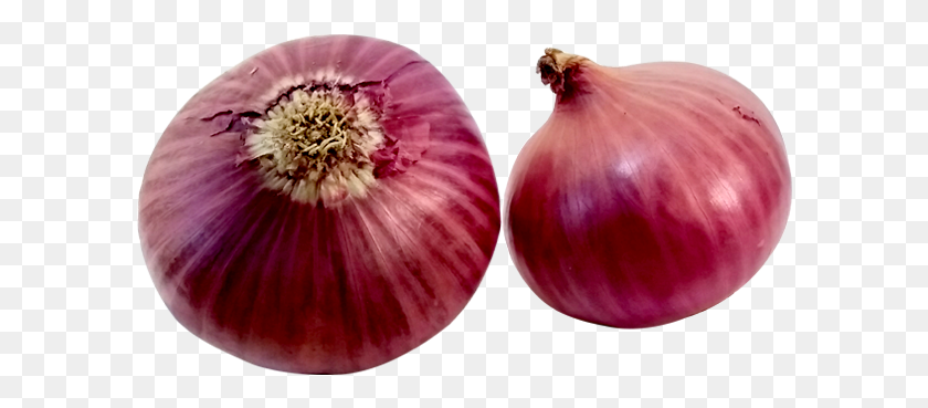 594x309 Red Onion, Plant, Shallot, Vegetable HD PNG Download
