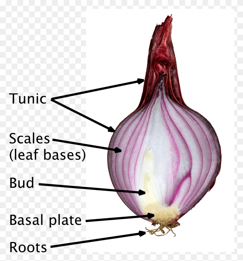 895x968 Red Onion Cut Labelled Cross Section Of Onion Bulb, Plant, Shallot, Vegetable HD PNG Download