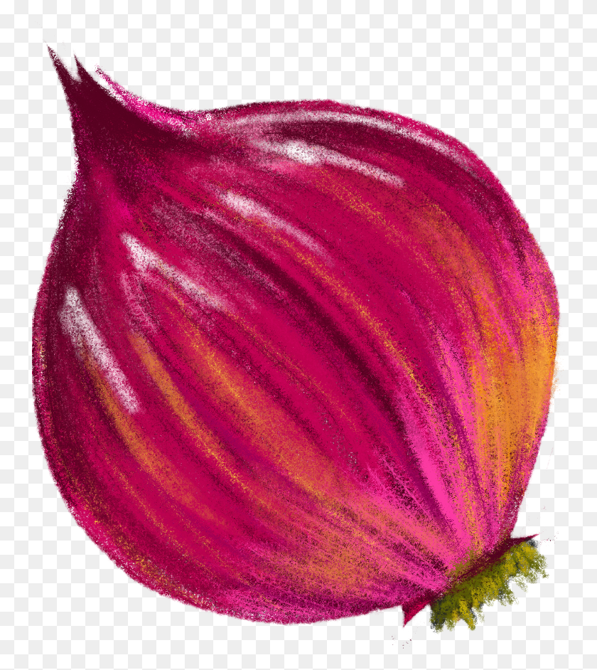 750x882 Red Onions Animated, Plant, Petal, Flower HD PNG Download