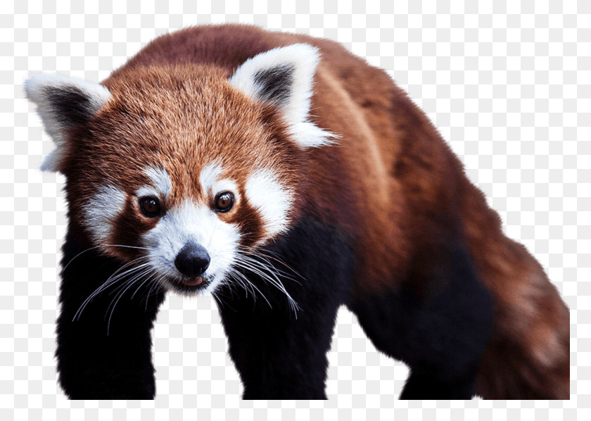 1053x727 Red Panda, Dog, Pet, Canine HD PNG Download