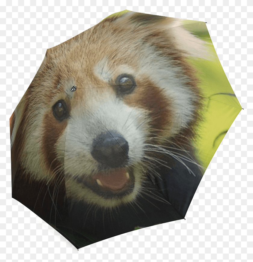 780x808 Красная Панда, Малая Панда, Медведь, Дикая Природа Hd Png Скачать