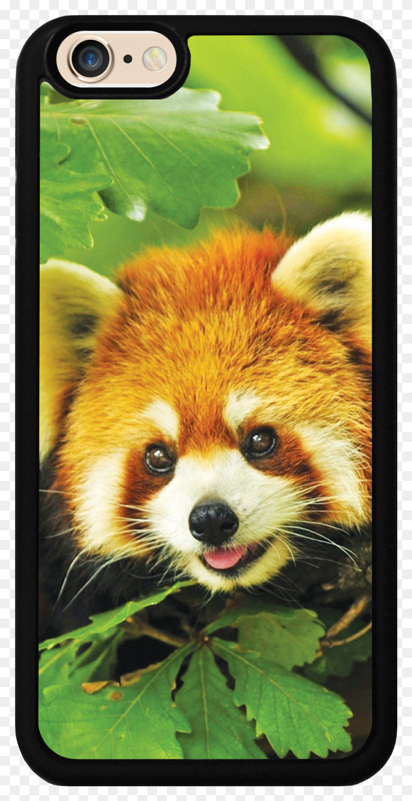 949x1913 Красная Панда Милая Для Htc One M9 Красная Панда В Гималаях, Млекопитающее, Животное, Малая Панда Png Скачать