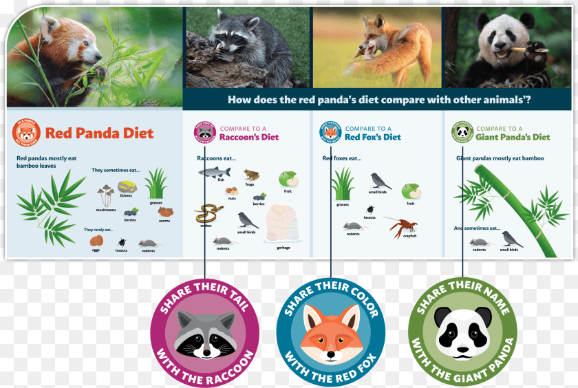 Red Panda Exhibit Designs, Animal, Wildlife, Mammal, Zoo Transparent PNG