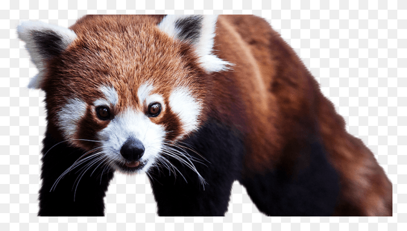 1010x540 El Panda Rojo Destacado Min El Panda Rojo, Perro, Mascota, Canino Hd Png