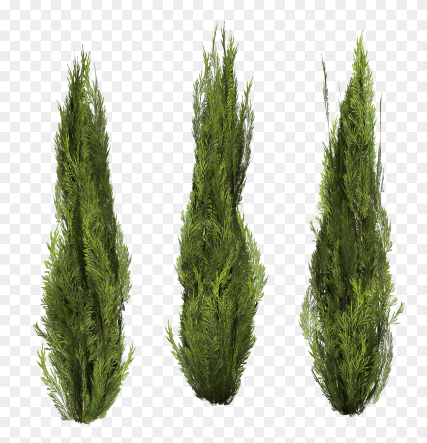 764x811 Red Pine, Moss, Plant, Tree HD PNG Download