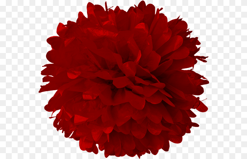 Red Pom Pom Clipart, Flower, Plant, Rose, Carnation Sticker PNG