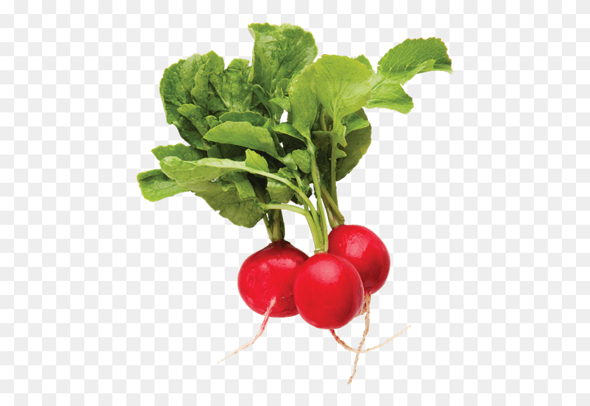 454x518 Red Radishes Each Radish Top View, Plant, Vegetable, Food HD PNG Download