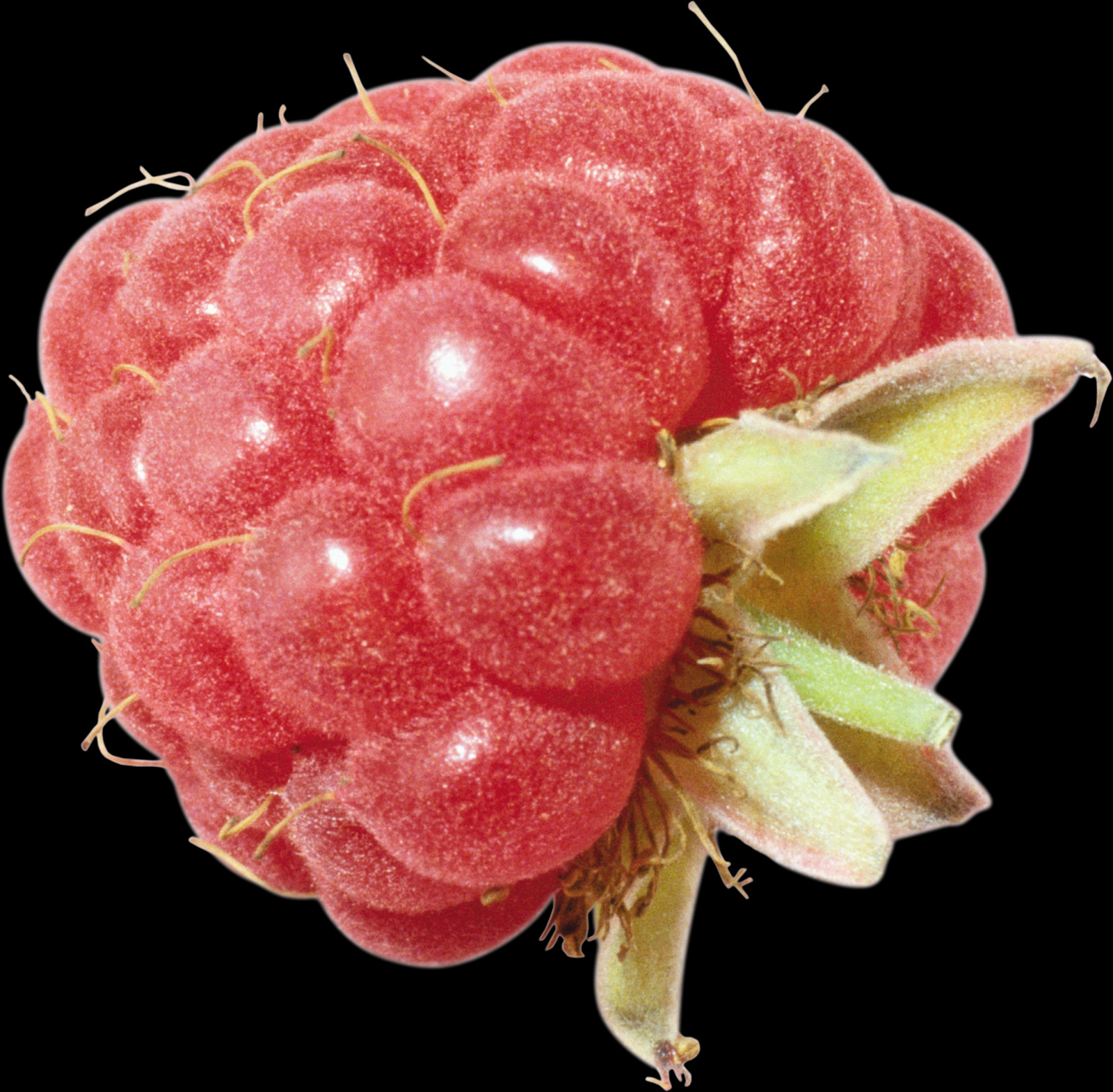 1600x1569 Red Raspberry, Fruit, Plant, Food HD PNG Download