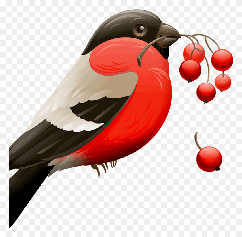 801x782 Red Robin Bird, Finch, Animal, Beak HD PNG Download