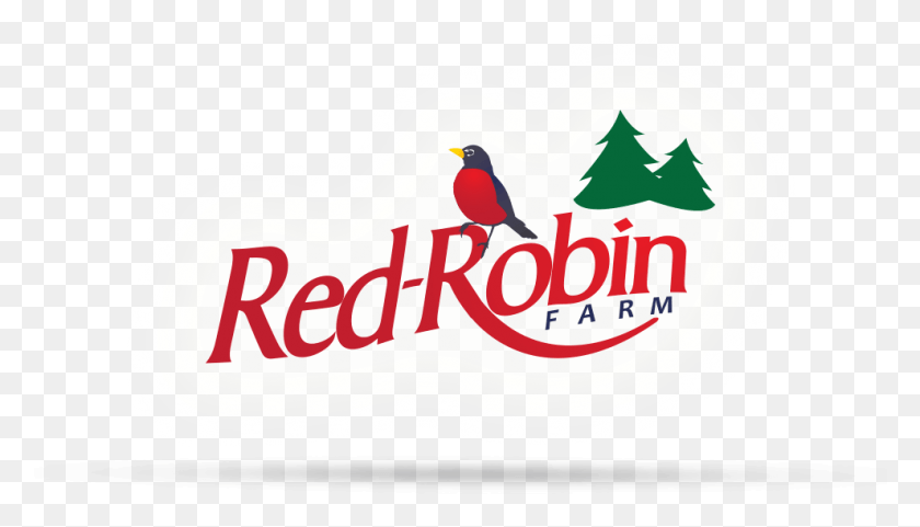 989x534 Red Robin Logo Árbol De Navidad, Pájaro, Animal, Pinzón Hd Png