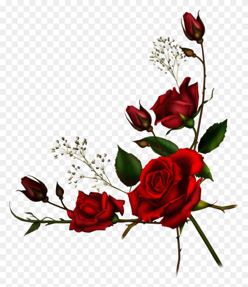781x912 Red Rose Borders Transparent Red Roses Border, Rose, Flower, Plant HD PNG Download