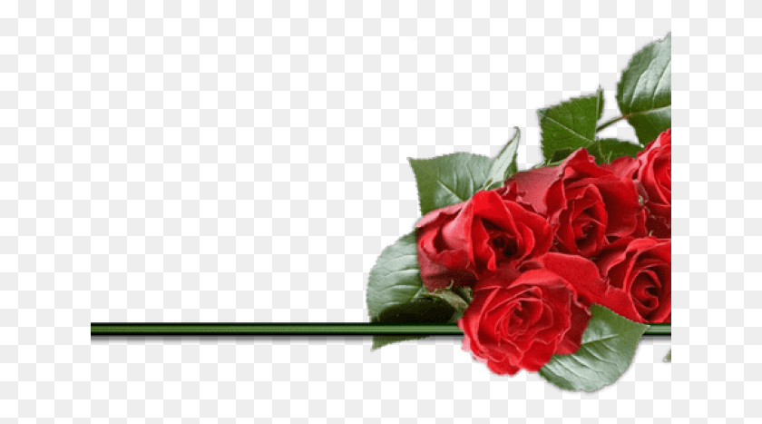 641x407 Red Rose Clipart Divider Rose Valentines Day, Plant, Flower, Blossom HD PNG Download