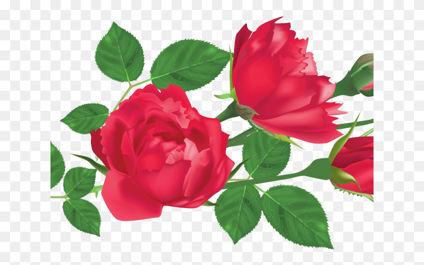 641x466 Red Rose Clipart Leaf Rose Leaves Clipart, Plant, Flower, Blossom HD PNG Download