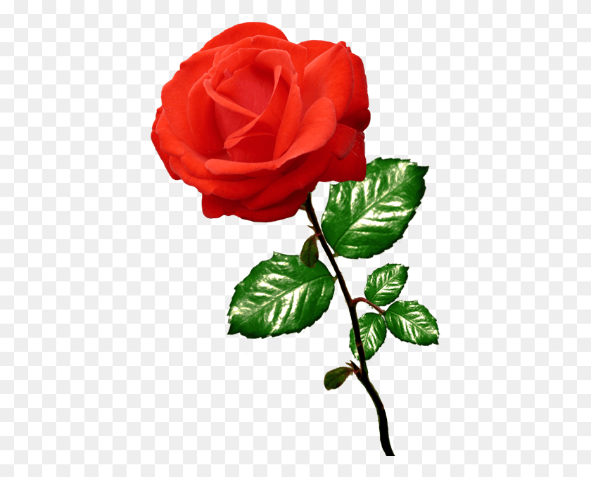 413x618 Красная Роза, Роза, Роза, Поднос С Красными Розами, Викторианская Роза, Клипарт, Цветок, Растение, Цветение Hd Png Скачать