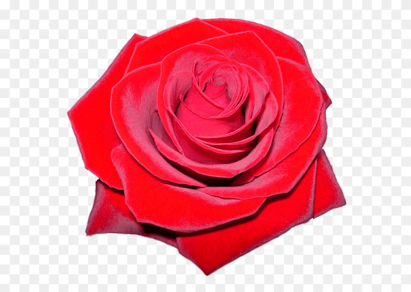 579x536 Red Rose Clipart Rose Logo Transparent, Flower, Plant, Blossom HD PNG Download