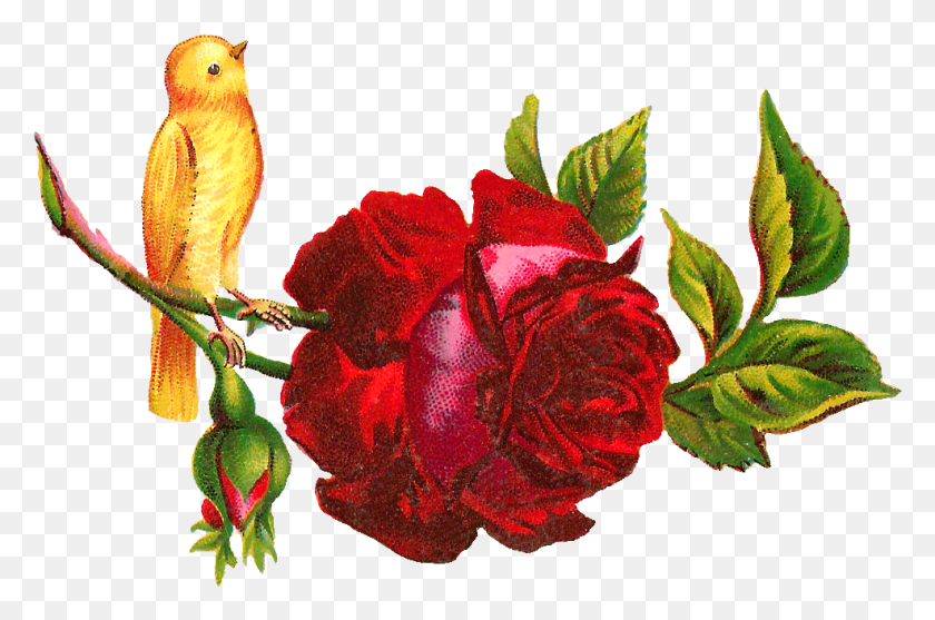 987x630 Red Rose Clipart Rose Painting Yellow Hummingbird On A Rose, Plant, Flower, Blossom HD PNG Download