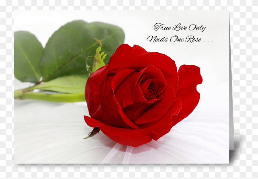 773x522 Red Rose Greeting Cards Romantic Red Rose I Love You Love Rose Wallpaper Free, Flower, Plant, Blossom HD PNG Download