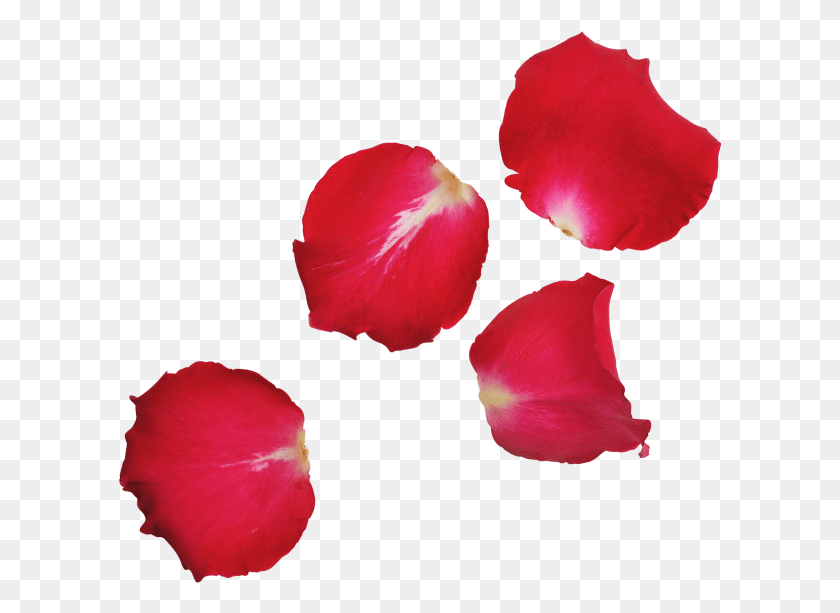 605x553 Красная Роза Листья Розовые Листья, Лепесток, Цветок, Растение Hd Png Скачать
