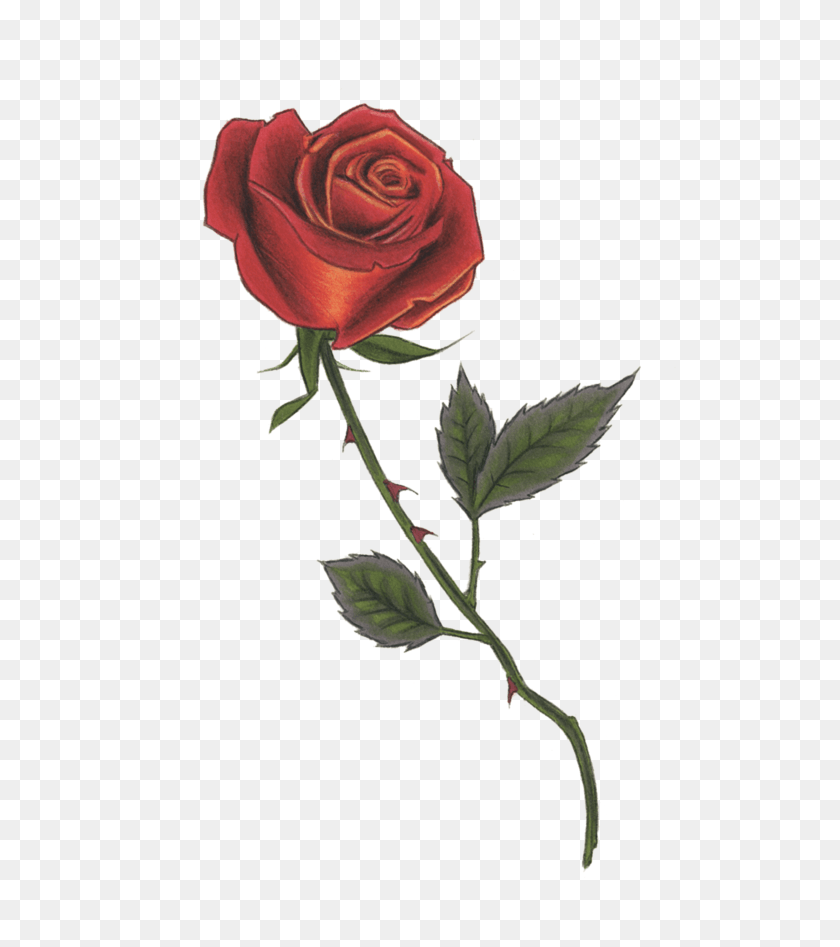519x887 Иллюстрация Стебля Красной Розы, Роза, Цветок, Растение Hd Png Скачать
