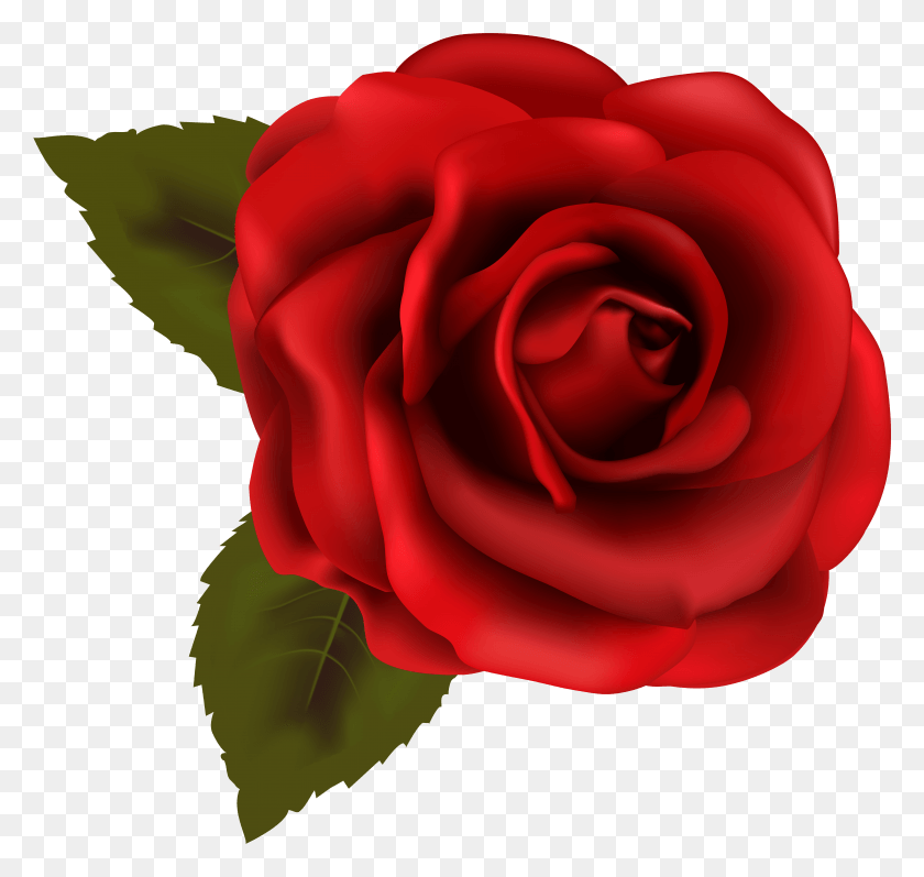 6681x6320 Red Rose Transparent Background HD PNG Download