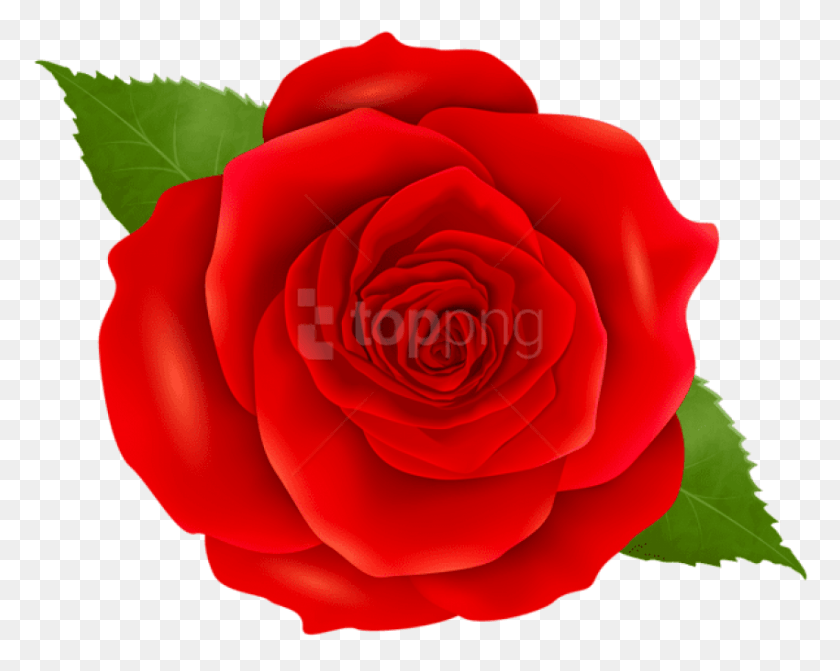 850x666 Красная Роза На Прозрачном Фоне, Синий Цветок Клипарт, Роза, Цветок, Растение Hd Png Скачать