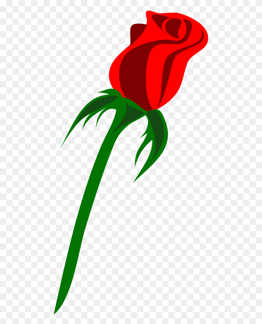 501x978 Красная Роза Вектор, Растение, Роза, Цветок Hd Png Скачать