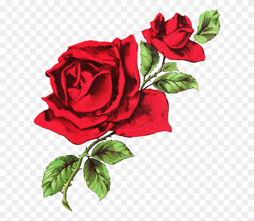 621x670 Red Roses Drawing White And Red Aesthetic Header, Rose, Flower, Plant HD PNG Download