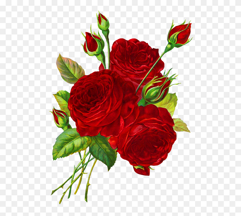 513x692 Красные Розы Роза Рисунок Прозрачный Фон, Роза, Цветок, Растение Hd Png Скачать