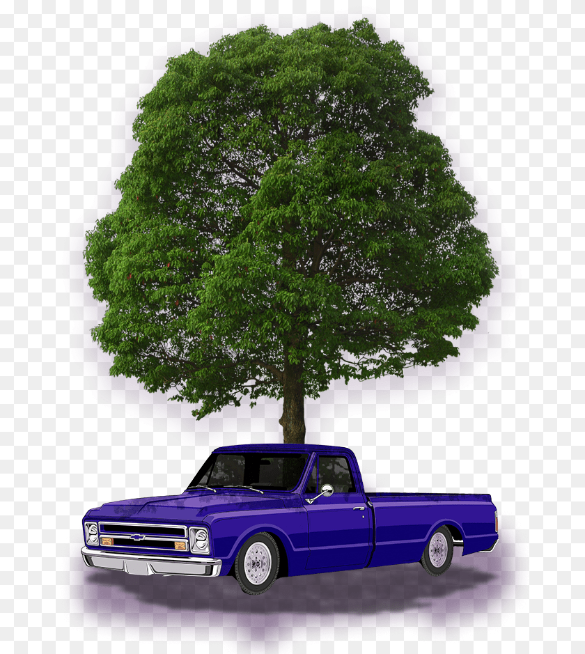 679x939 Red Sandalwood Adenanthera Pavonina, Tree, Transportation, Truck, Plant Sticker PNG