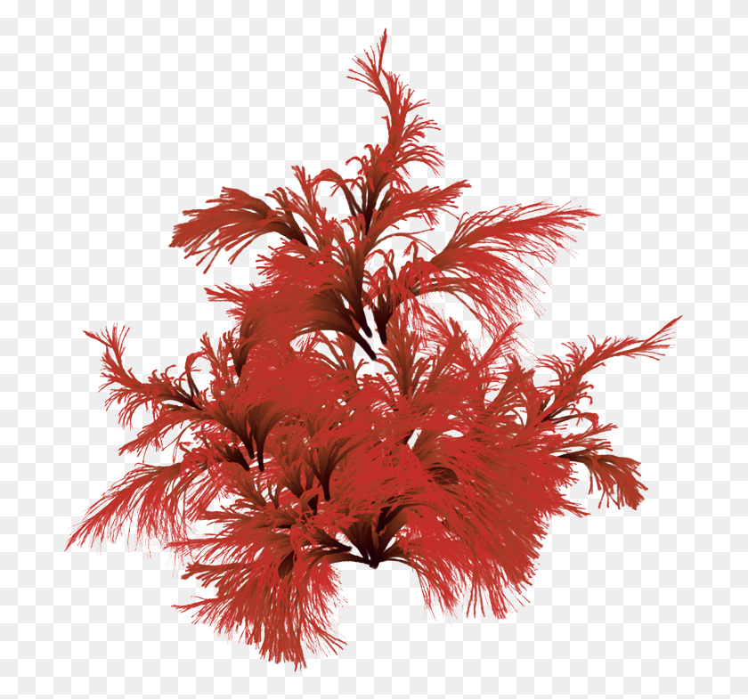 697x725 Red Seaweed Houseplant, Clothing, Apparel, Feather Boa Descargar Hd Png