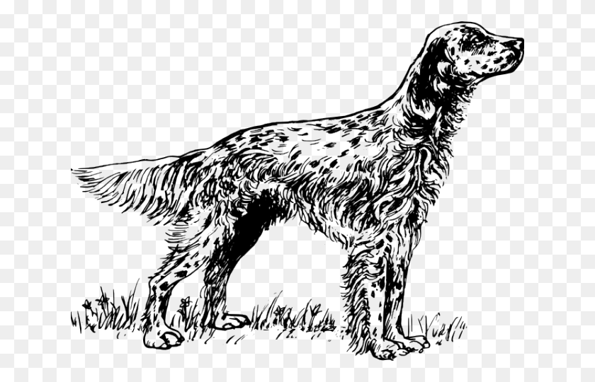 640x480 Red Setter Clipart Teacher English Setter Coloring Pages, Mammal, Animal, Wildlife HD PNG Download