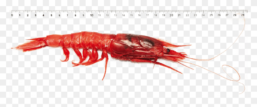 1228x457 Red Shrimp Picture Litopenaeus Setiferus, Lobster, Seafood, Sea Life HD PNG Download