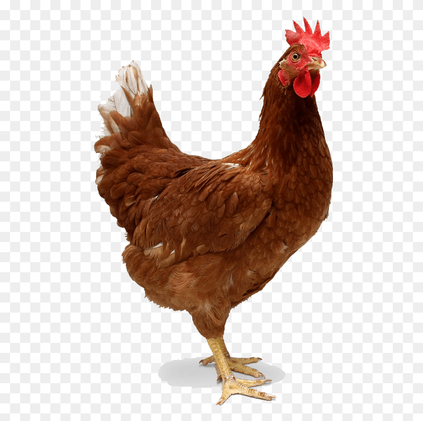 484x775 Red Single Chicken Image Chicken Of The Sea Meme, Poultry, Fowl, Bird HD PNG Download
