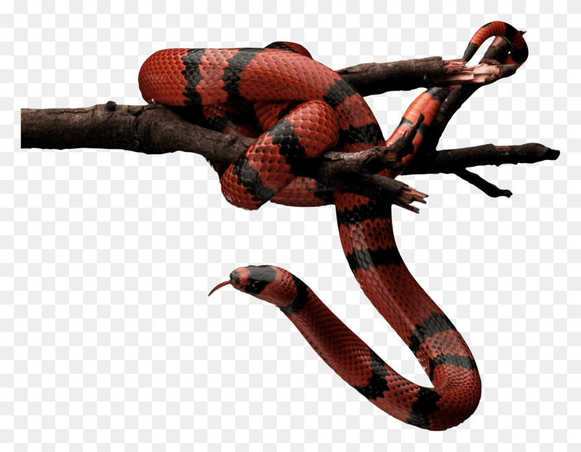 1877x1429 Red Snake, King Snake, Reptile, Animal HD PNG Download