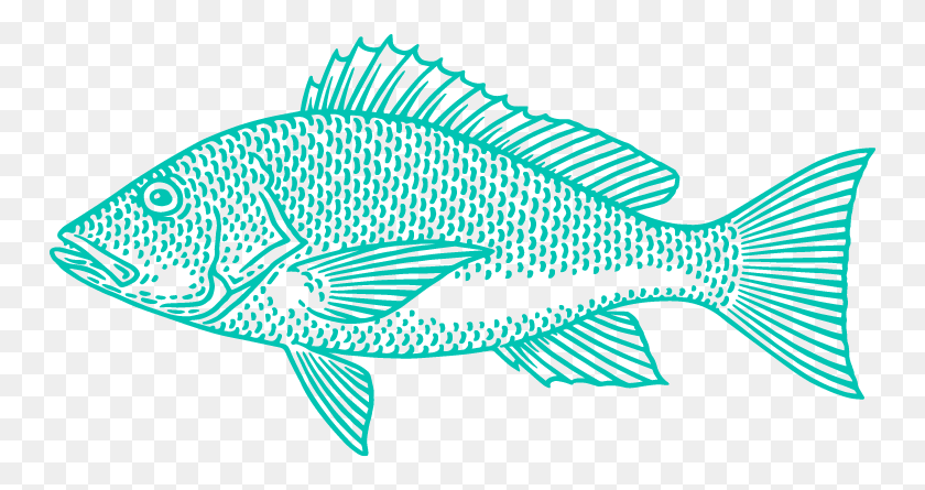 751x385 Red Snapper Illustration, Fish, Animal, Word HD PNG Download