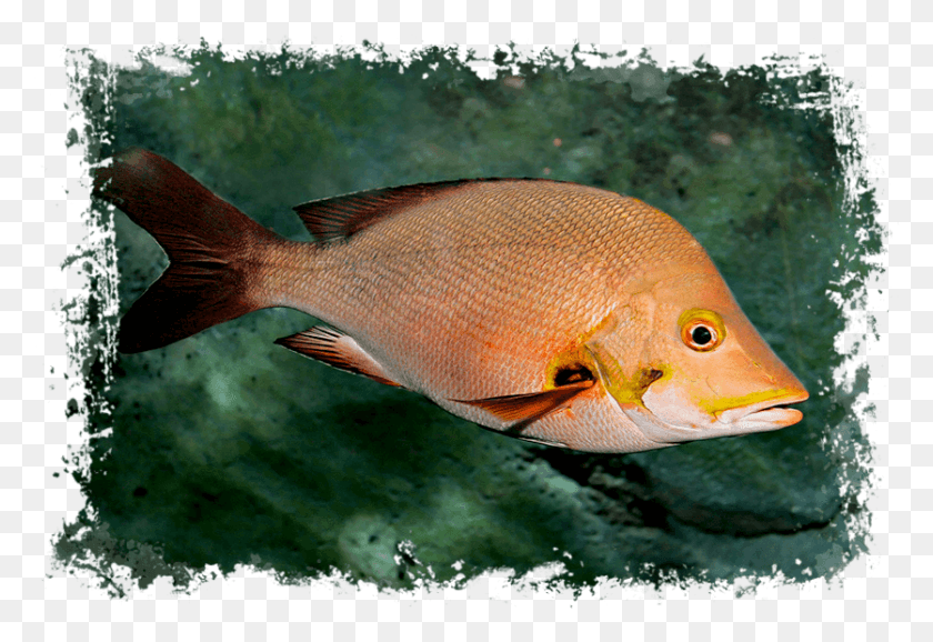 836x556 Красный Окунь Список Водных Видов Спорта На Мальдивах, Рыба, Животные, Водные Png Скачать