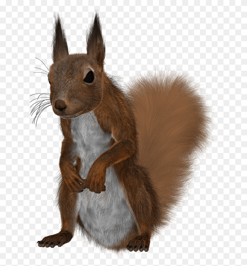 640x844 Red Squirrel Campsite Fox Squirrel, Rodent, Mammal, Animal HD PNG Download